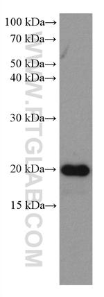 HSPB3 Antibody in Western Blot (WB)
