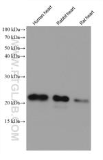 HSPB3 Antibody in Western Blot (WB)
