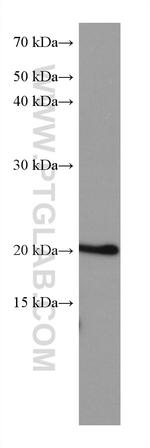 ARL8B Antibody in Western Blot (WB)