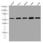 KPNA3 Antibody in Western Blot (WB)
