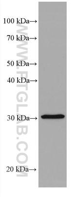 Stomatin Antibody in Western Blot (WB)