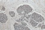 SLC25A36 Antibody in Immunohistochemistry (Paraffin) (IHC (P))