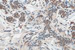SLC25A36 Antibody in Immunohistochemistry (Paraffin) (IHC (P))