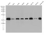 CIB1 Antibody in Western Blot (WB)