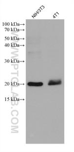 MRPS25 Antibody in Western Blot (WB)