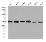 MRPS25 Antibody in Western Blot (WB)