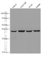 WIF1 Antibody in Western Blot (WB)
