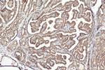 METTL7A Antibody in Immunohistochemistry (Paraffin) (IHC (P))
