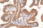 METTL7A Antibody in Immunohistochemistry (Paraffin) (IHC (P))