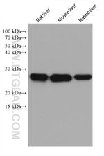 METTL7A Antibody in Western Blot (WB)