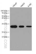 METTL7A Antibody in Western Blot (WB)