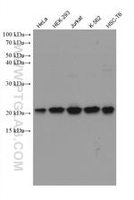 EIF5A2 Antibody in Western Blot (WB)