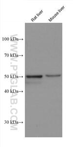 PXR Antibody in Western Blot (WB)