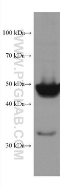 PXR Antibody in Western Blot (WB)
