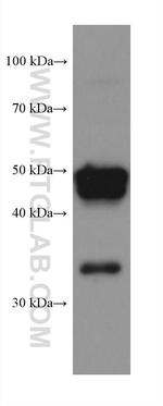 PXR Antibody in Western Blot (WB)