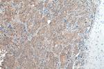 USP10 Antibody in Immunohistochemistry (Paraffin) (IHC (P))