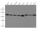 USP10 Antibody in Western Blot (WB)
