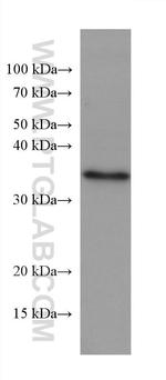 NUDT22 Antibody in Western Blot (WB)