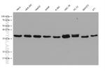 TRAPA/SSR1 Antibody in Western Blot (WB)