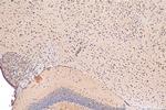 FAM114A1 Antibody in Immunohistochemistry (Paraffin) (IHC (P))