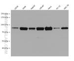 FAM114A1 Antibody in Western Blot (WB)