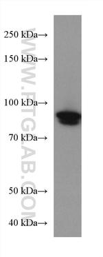 FAM114A1 Antibody in Western Blot (WB)
