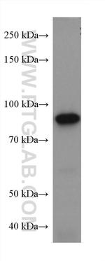 FAM114A1 Antibody in Western Blot (WB)