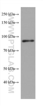 FAM114A1 Antibody in Western Blot (WB)