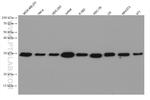 PSME1 Antibody in Western Blot (WB)