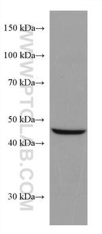 SLC36A3 Antibody in Western Blot (WB)