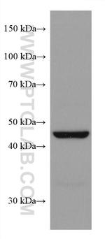 SLC36A3 Antibody in Western Blot (WB)