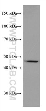 SLC36A3 Antibody in Western Blot (WB)
