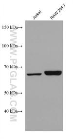 PTPN9 Antibody in Western Blot (WB)