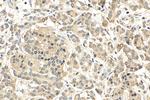 AGO2 Antibody in Immunohistochemistry (Paraffin) (IHC (P))