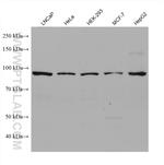 AGO2 Antibody in Western Blot (WB)