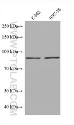 AGO2 Antibody in Western Blot (WB)