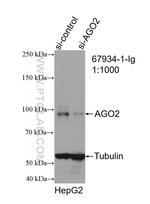 AGO2 Antibody in Western Blot (WB)