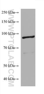 AGO2 Antibody in Western Blot (WB)