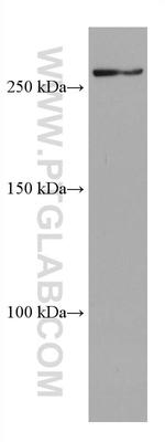 SETD1A Antibody in Western Blot (WB)