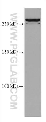 SETD1A Antibody in Western Blot (WB)