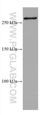 SETD1A Antibody in Western Blot (WB)