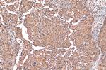 PSMA3 Antibody in Immunohistochemistry (Paraffin) (IHC (P))