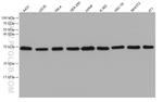 PSMA3 Antibody in Western Blot (WB)