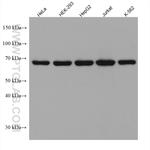 PUF-A, KIAA0020 Antibody in Western Blot (WB)