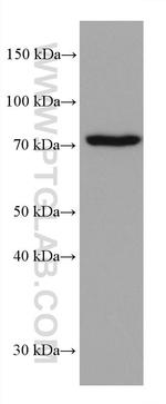 PUF-A, KIAA0020 Antibody in Western Blot (WB)
