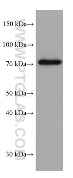 PUF-A, KIAA0020 Antibody in Western Blot (WB)