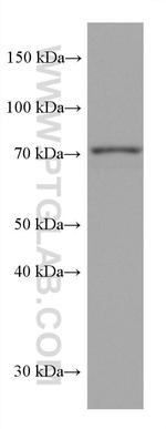 PUF-A, KIAA0020 Antibody in Western Blot (WB)