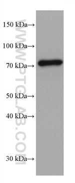 PUF-A, KIAA0020 Antibody in Western Blot (WB)