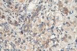 FARSA Antibody in Immunohistochemistry (Paraffin) (IHC (P))