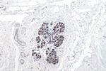 FARSA Antibody in Immunohistochemistry (Paraffin) (IHC (P))